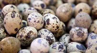 鹌鹑蛋可以缓解失眠