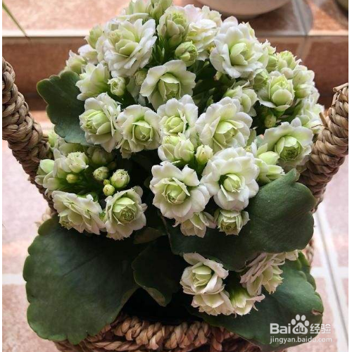 长寿花的花蕾凋谢怎么办？