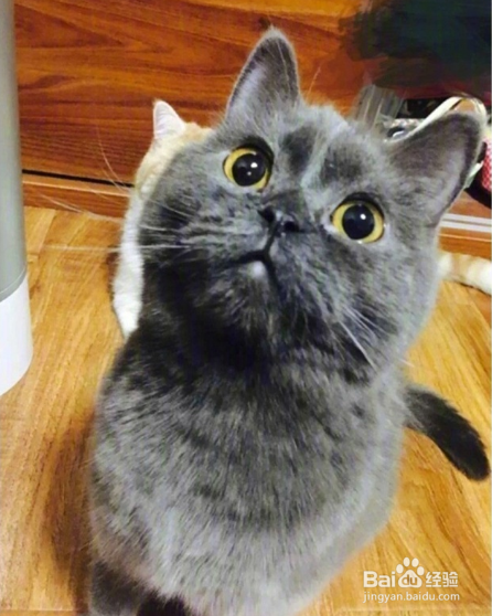 好用到哭的养猫神器!感觉打开了新世界大门~