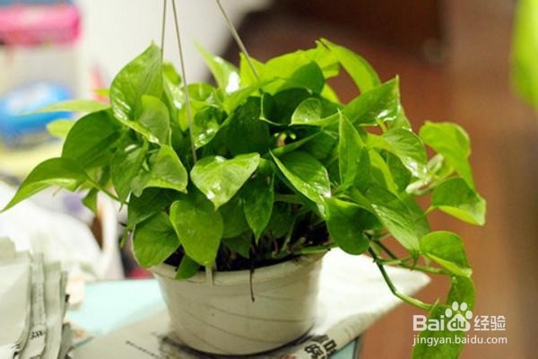 如何养好绿萝?