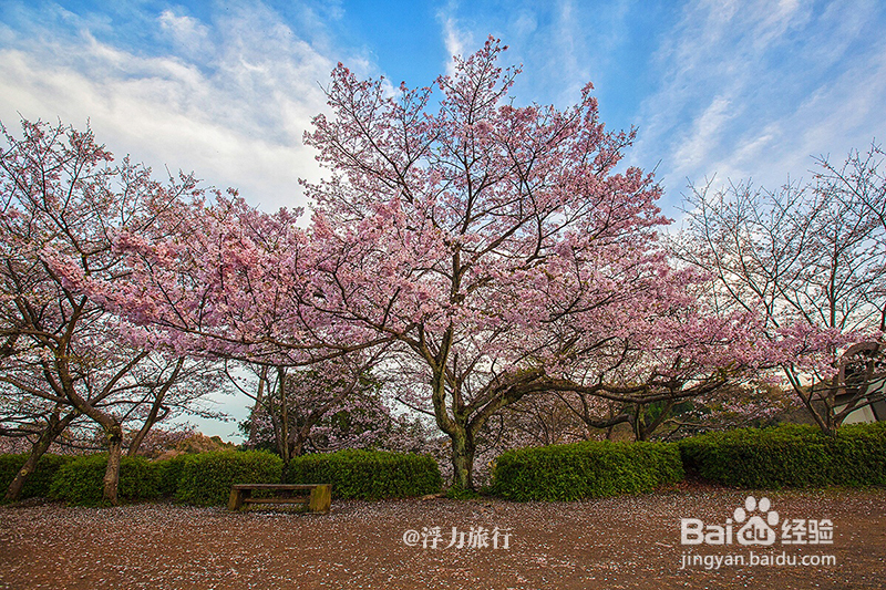 3月去日本赏樱,如何避免东京、京都等人山人海