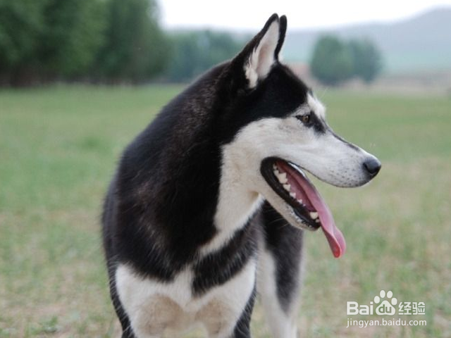 给你狗狗洗澡的美容师合格吗?