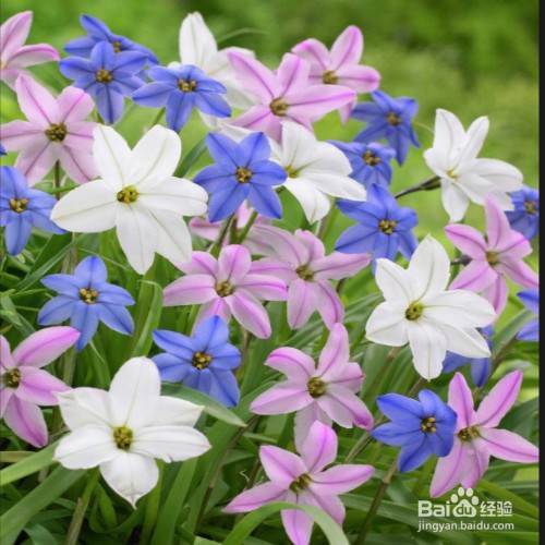 花韭怎么养殖