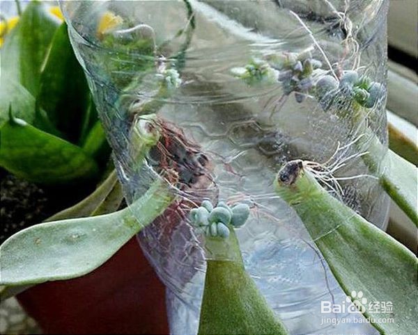 冬天多肉叶片扦插方法