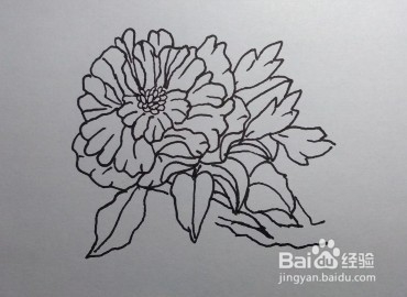 线描画：怎么画石榴花如何画石榴花（步骤）