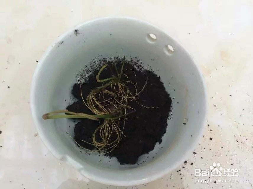 睡莲的盆栽方法