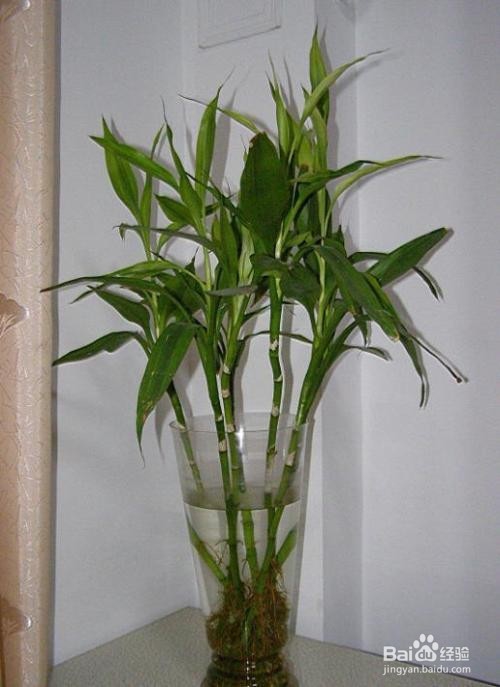 富贵竹土培、水培怎么进行养护