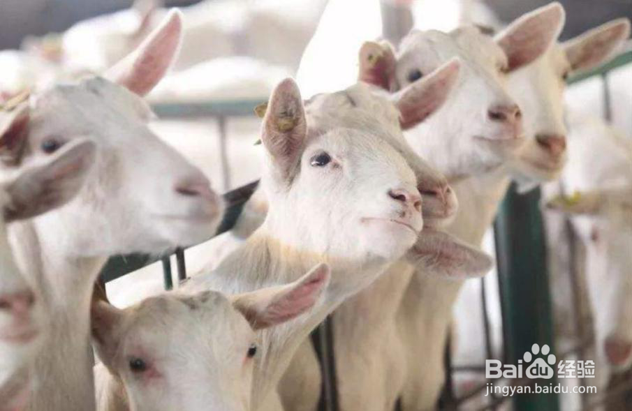 如何测评羊奶粉的质量