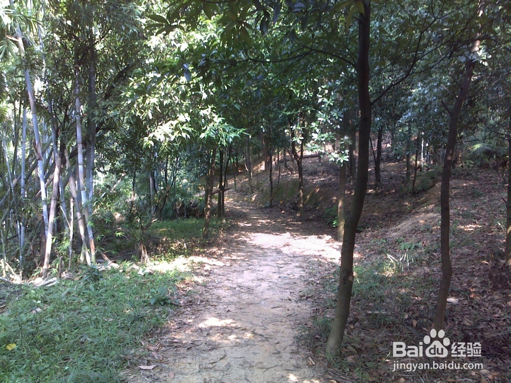 广州火凤线攻略