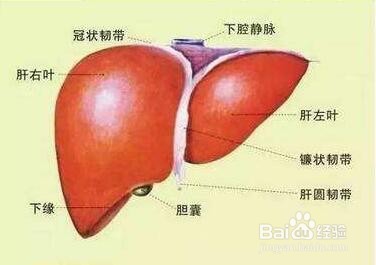 肝脏积毒的表现