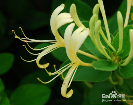 喝金银花水禁忌