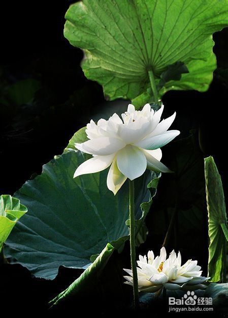 如何利用Photoshop制作水墨荷花