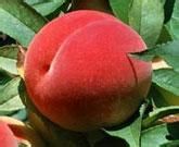 补血水果有哪些？