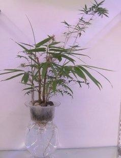 水培紫竹怎么养