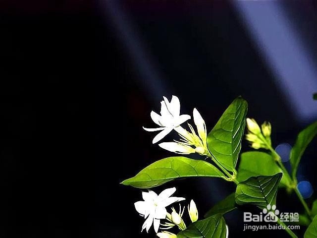 茉莉花地日常养护