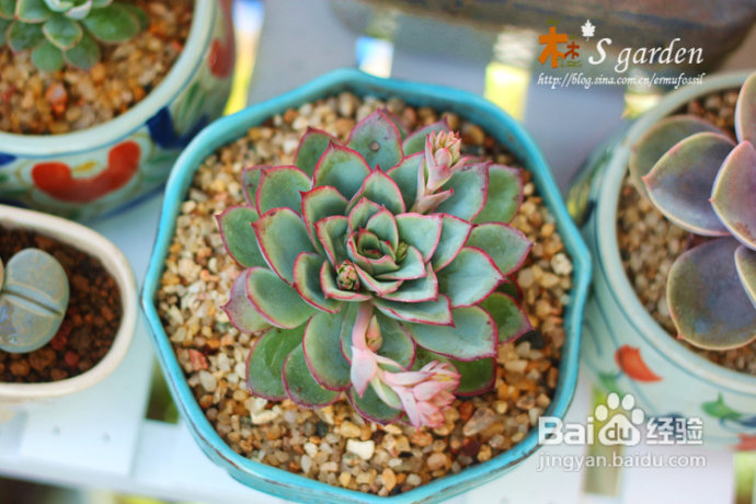 植物摄影小窍门+皮神山大王记