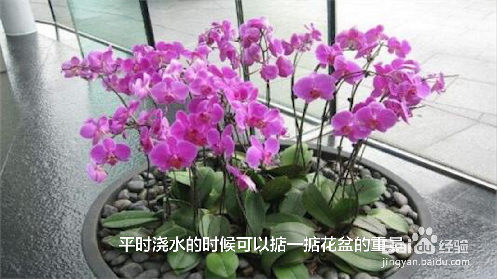 蝴蝶兰浇水的正确方法