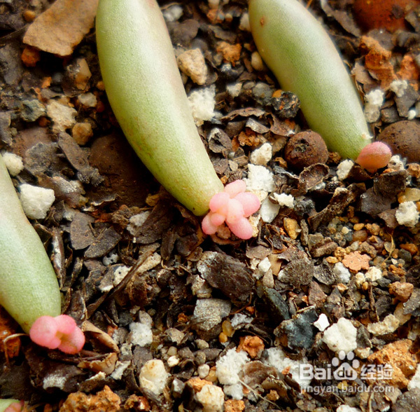 冬天来了，阳台变大棚。