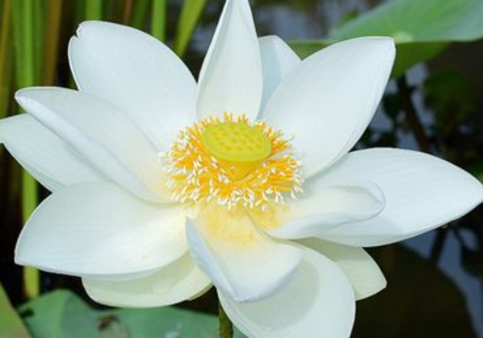 四季分别有哪些花