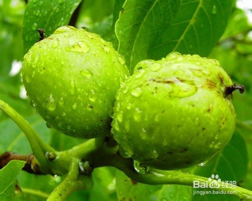 适合孩子宝宝秋季食用的食物