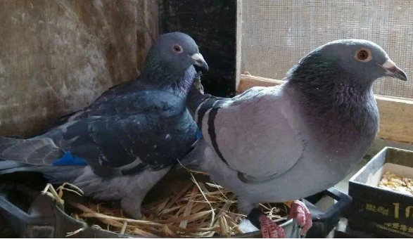 鸽子公母怎么看 最准确