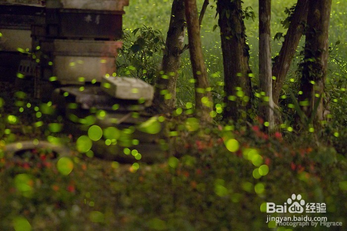 萤火虫拍摄技巧