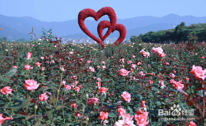 广州春节去哪里看花、逛花市最好