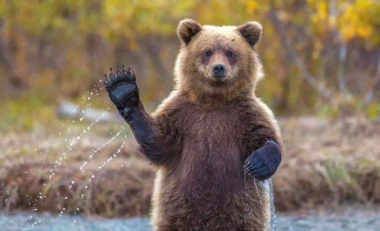 熊这种动物冬眠吗