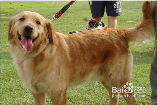 狗狗得了犬瘟怎么办