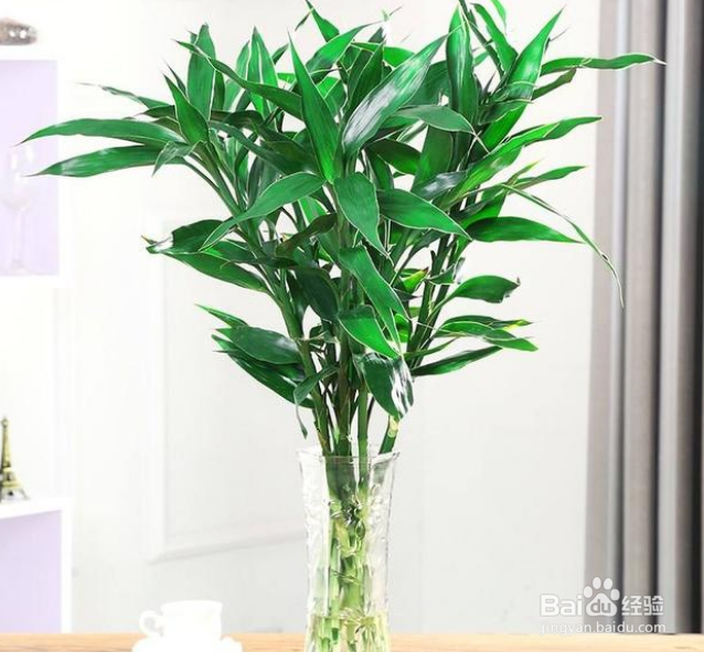 发财树富贵竹黄叶什么原因?