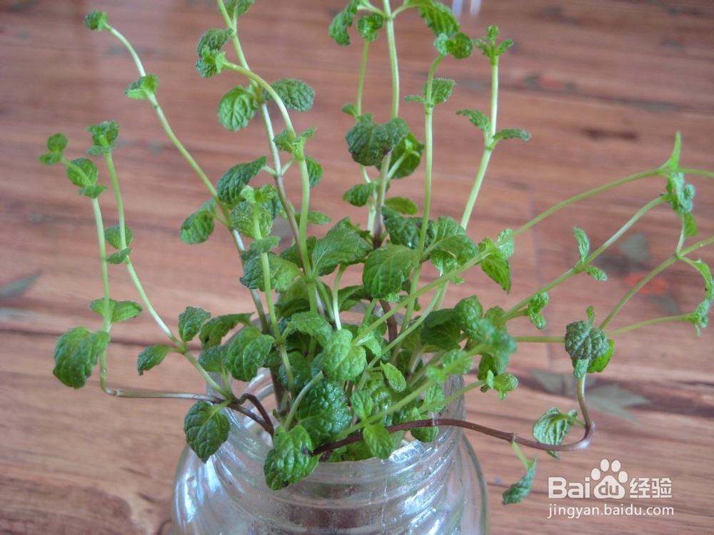 如何水培薄荷