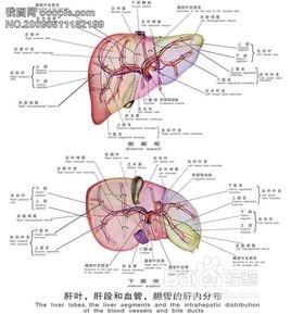 儿童不能多吃哪些食物