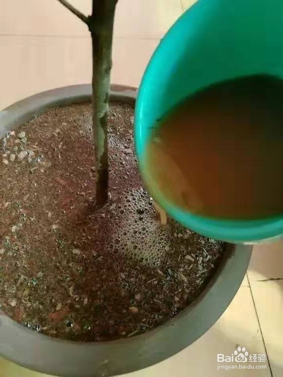 花盆里浇1勺，7天后叶绿根壮，重新爆满盆