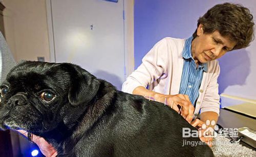 犬瘟热的治疗方法