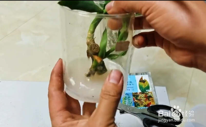 花根部腐烂怎么办
