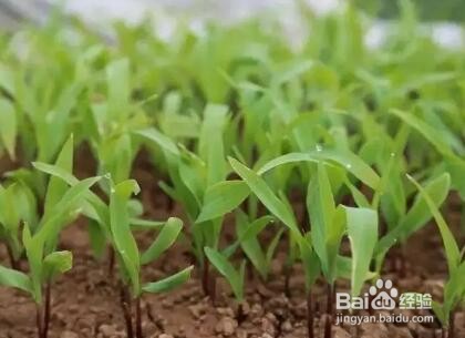 白醋喷玉米苗的功效