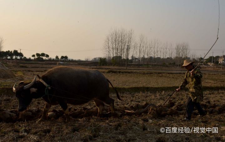 玉米的播种时间和方法