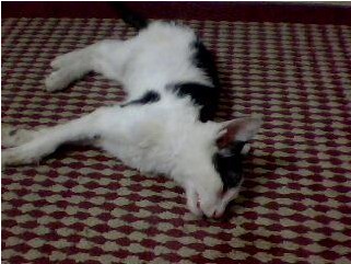 猫的小毛病有哪些