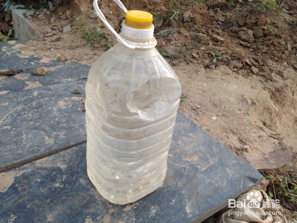 如何给凶猛的狗喂食物