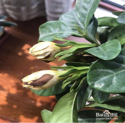 绿植叶子发黄怎么回事?