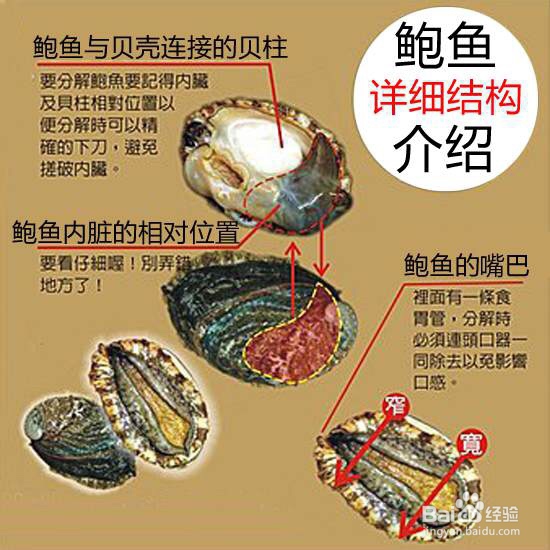 我给姐姐做鲍鱼