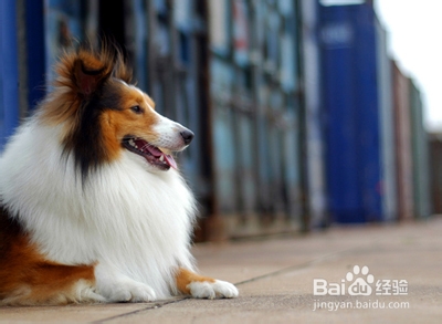 狗狗急救方法：[6]中毒的急救方法