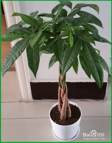 发财树的养殖方法及注意事项