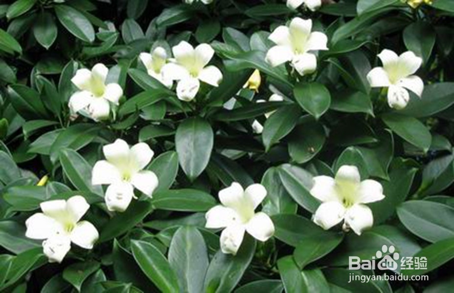 爱花的朋友家里放这些花可以使家人更长寿