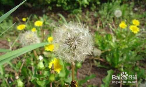 每天喝一杯既能消炎又能清热解毒