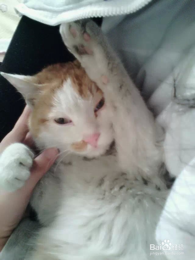 教大家如何养猫猫