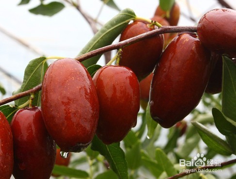 大枣的挑选方法