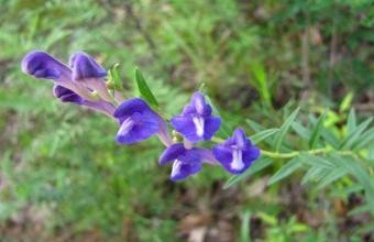 黄芩的鉴别方法