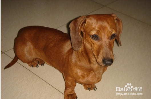 腊肠犬毛质不好怎么办