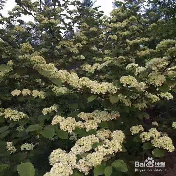 2种“绣球花”,开花一团团,特仙气!